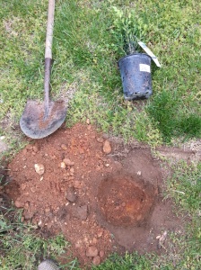 The circle done and start digging the hole. Need to dig about 2-3" around larger than the pot