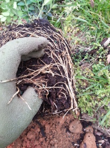 Pushing your fingers through the roots to untangle them