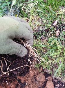 Pulling the roots apart. If the roots are too tight to pull from being rootbound, then take a knife or use the shovel to cut slits and cut the roots in the bottom of the rootball. then proceed to loosen the roots. this could take a couple cuts  to help 
