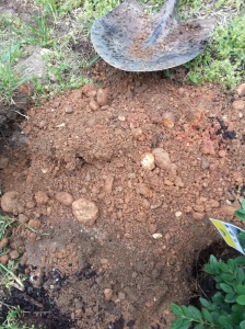 This is VA red clay soil with lots of rock. The smaller rock do not hurt but take out larger rocks and crumble the soil