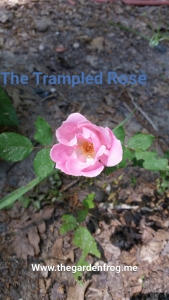 trampled rose, life lesson from a rose