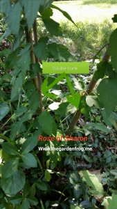 Rose of Sharon trunk