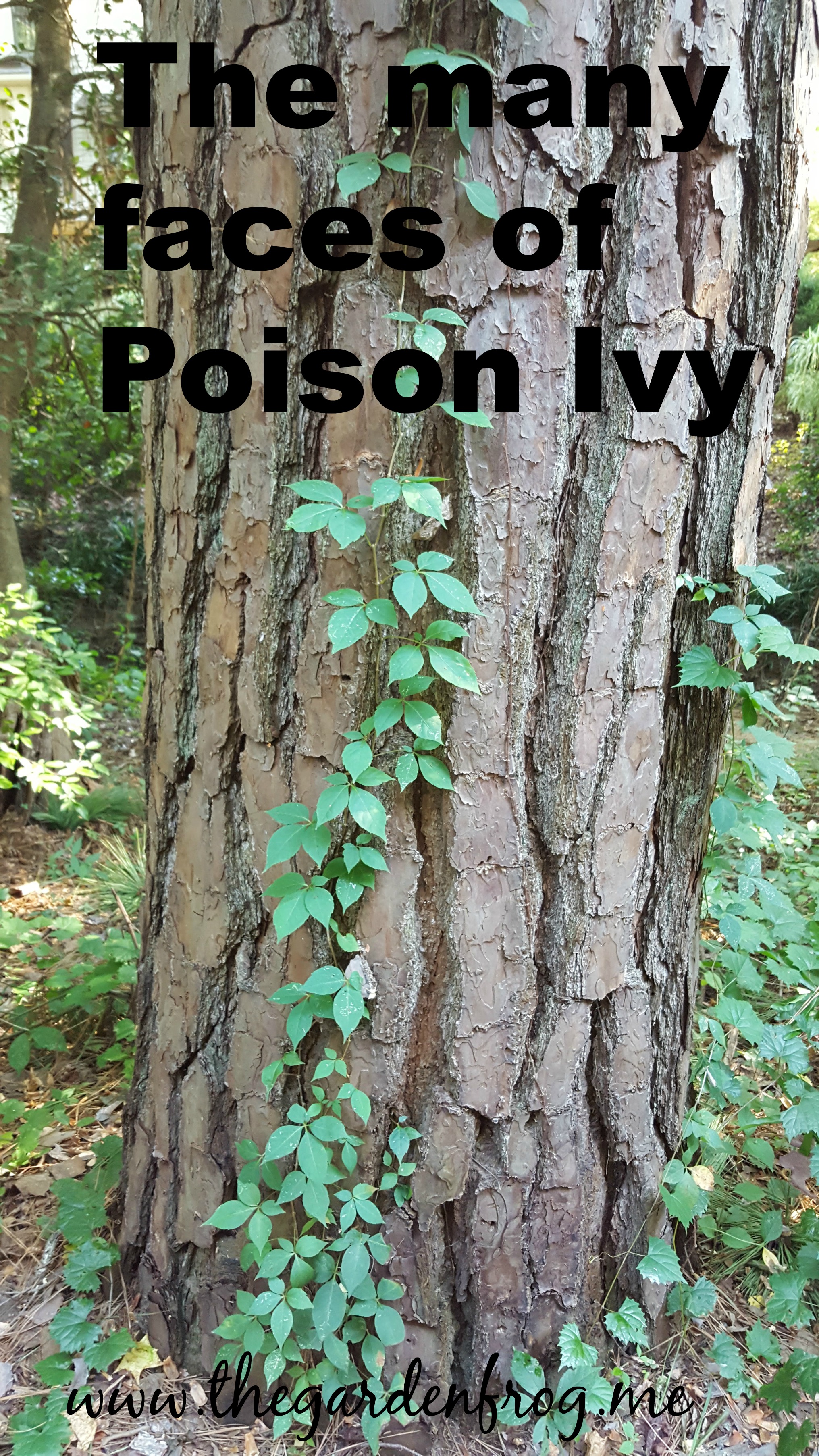 The many faces of Poison Ivy,