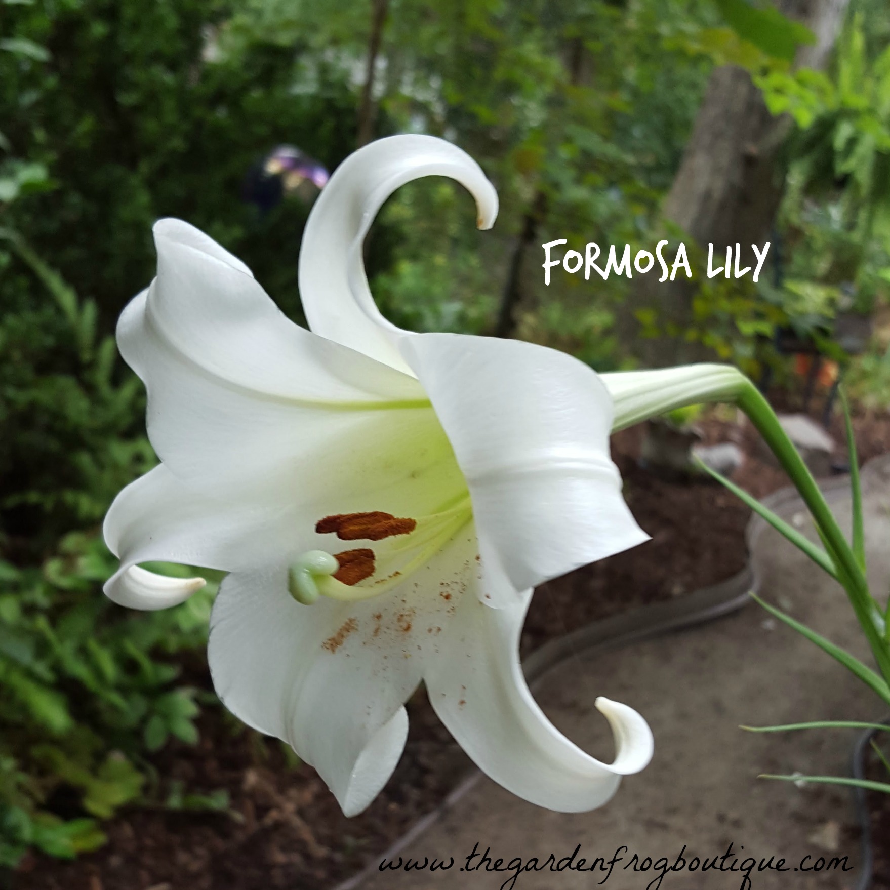 Formosa lily, Formosan lily, Lilium formosanum